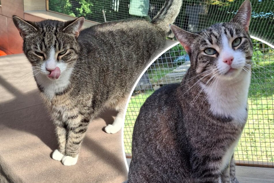 Katze Emy möchte Einzelprinzessin sein: Sie wartet sehnsüchtig auf ein Zuhause