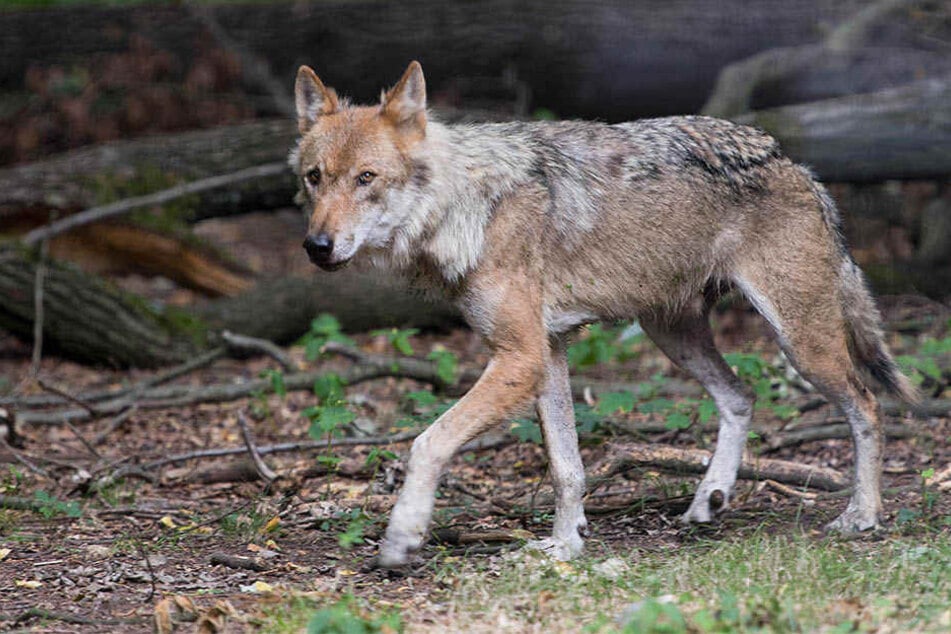 In Sachsen gibt es 20 Wolfsrudel und damit die meisten in Deutschland.