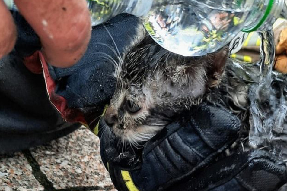 Kameraden der Freiwilligen Feuerwehr Halle-Dölau versorgten die geretteten Kätzchen mit Wasser.