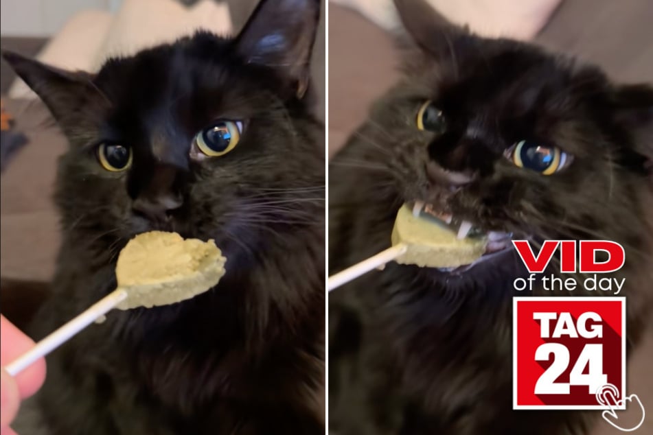 This cat took one lick of a heart-shaped catnip lollipop and instantly lost all chill!