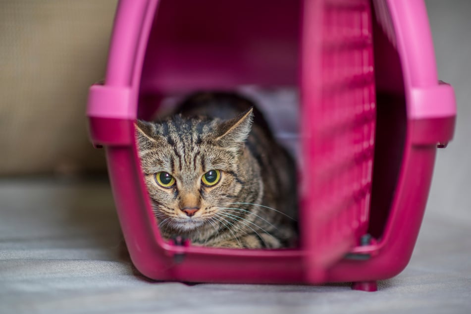 Hecheln hilft Katzen dabei, psychisch belastende Situationen wie Autofahrten zu überstehen.