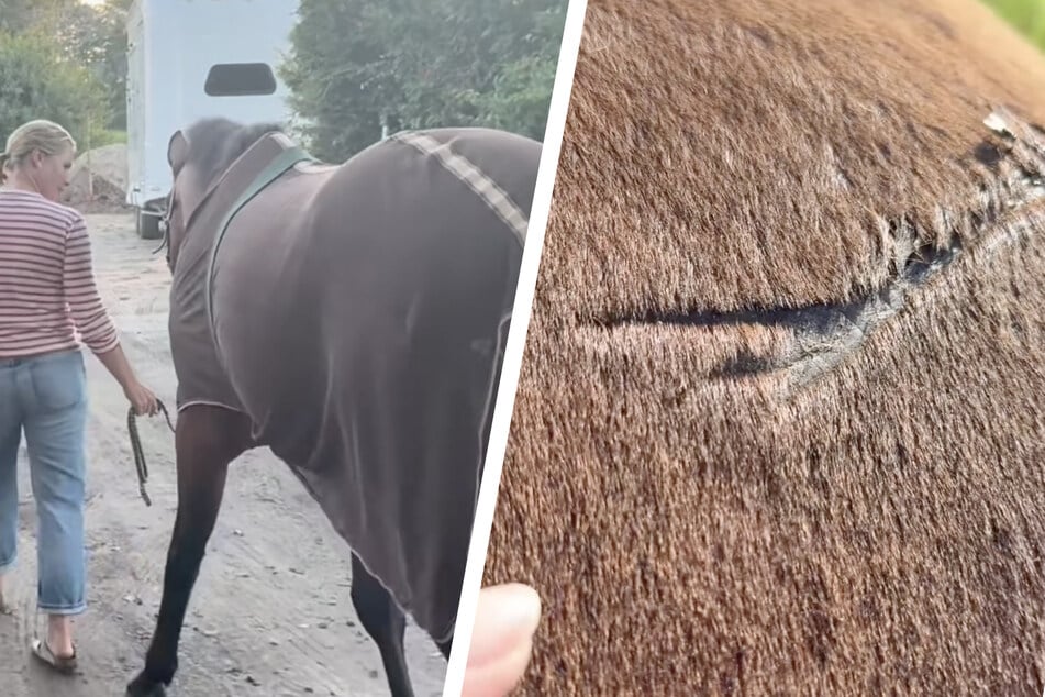 Das Pferd von Judith Rakers (49) wurde von einem anderen Wallach auf Rügen verletzt.