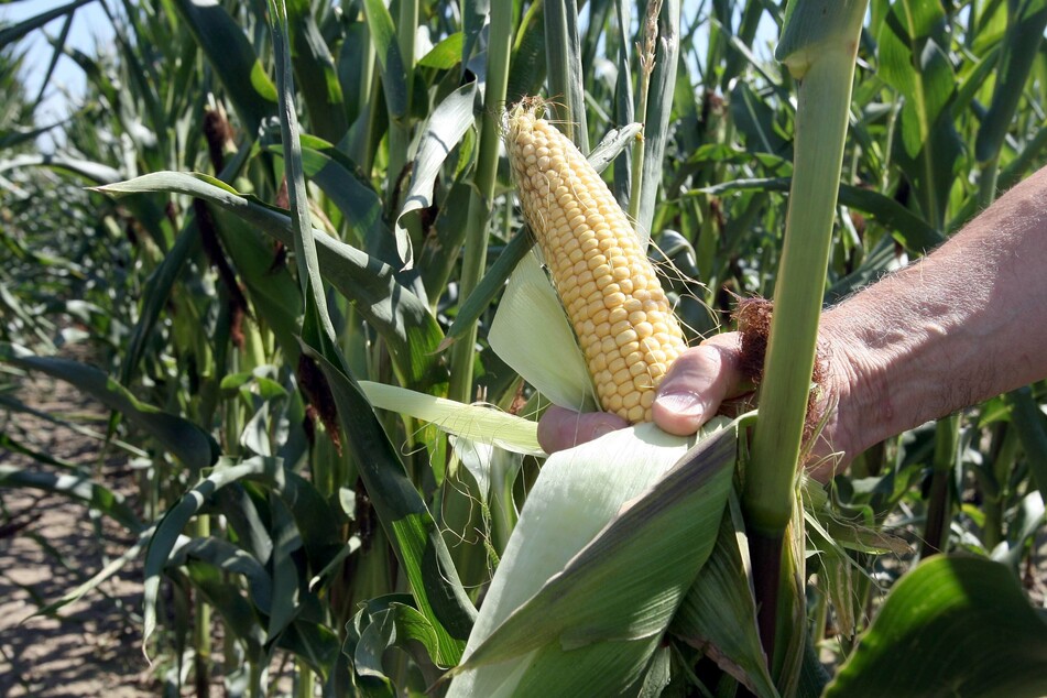 Ein Landwirt hält in einem Versuchsfeld eine gentechnisch veränderte Maispflanze in der Hand.