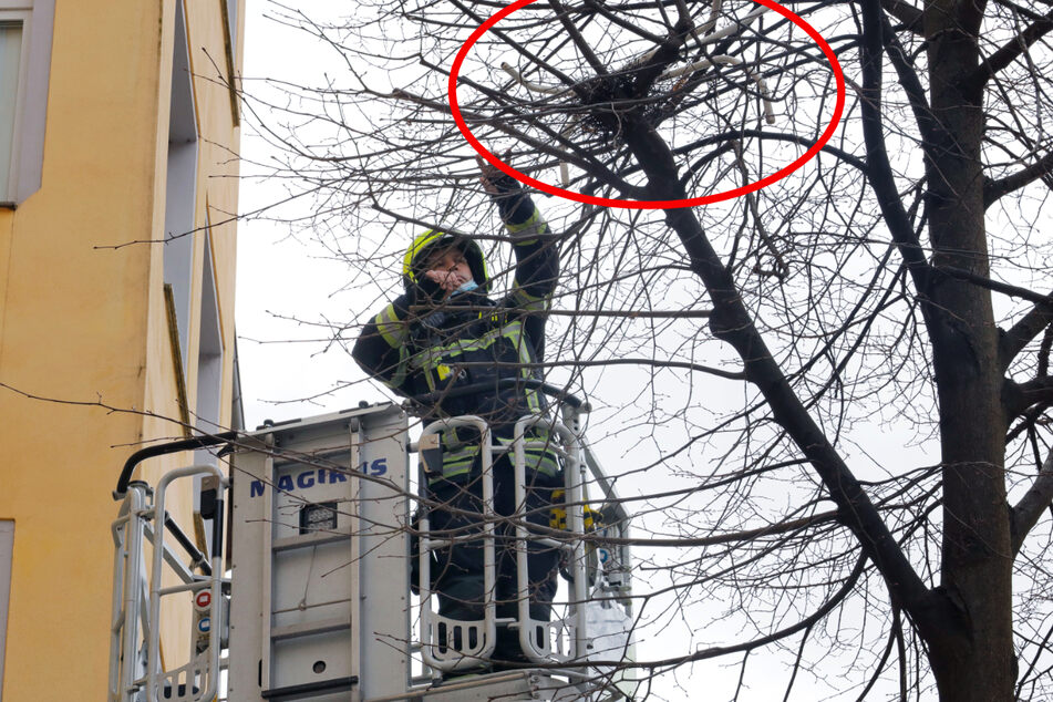 Chemnitz: Huch, was holt die Chemnitzer Feuerwehr denn hier vom Baum?