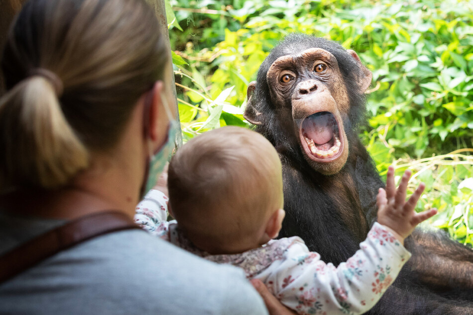 Gar nicht affig: Zoos und Tierparks dürfen öffnen.