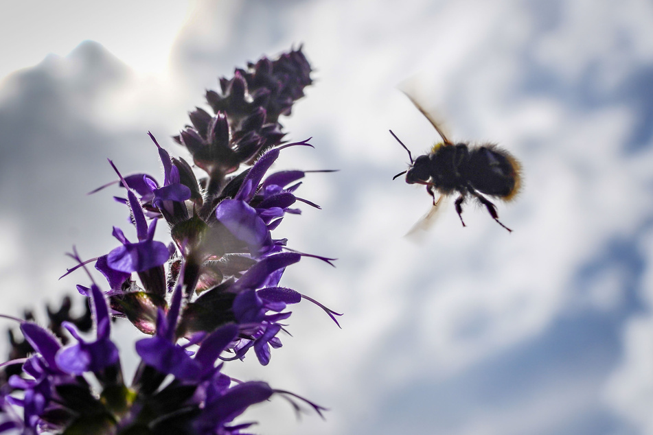 Ohne Bienen keine Pflanzen – 80 Prozent unserer Blumen werden von Bienen bestäubt!
