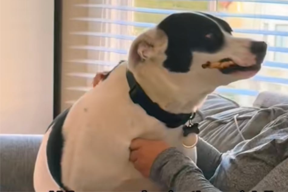 George even brought out a bone to get the woman's attention!