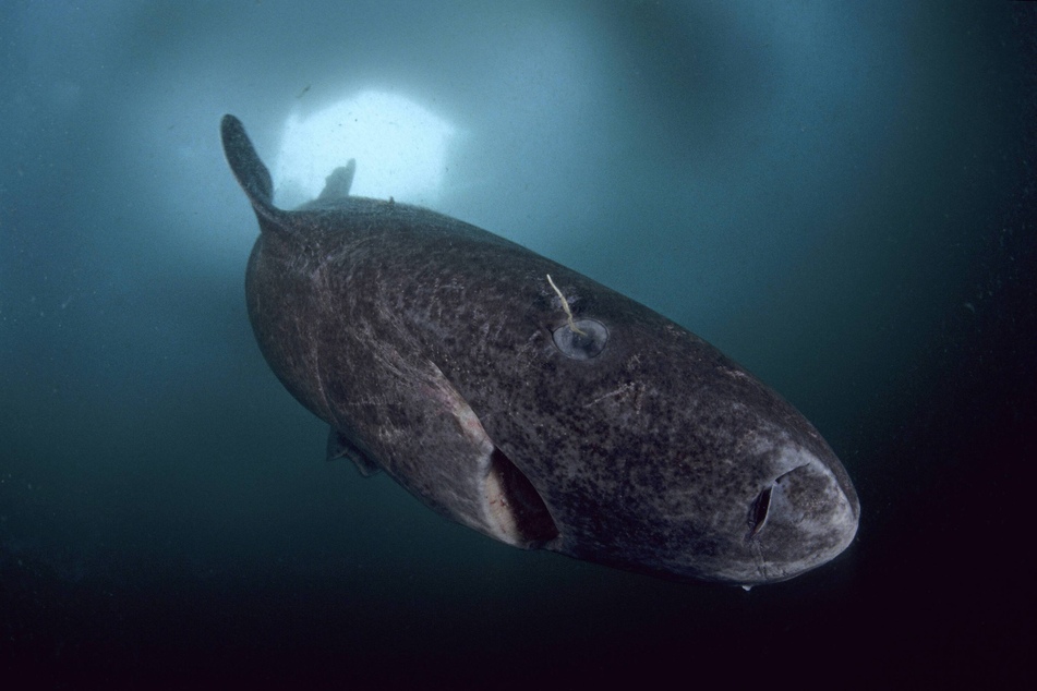 The Greenland Shark is unbelievably ancient.