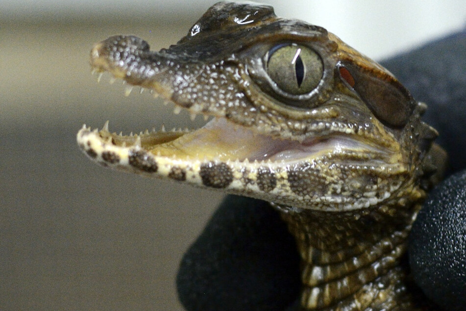 Einer von insgesamt 16 jungen Keilkopf-Glattstirnkaimanen im Zoo Krefeld.