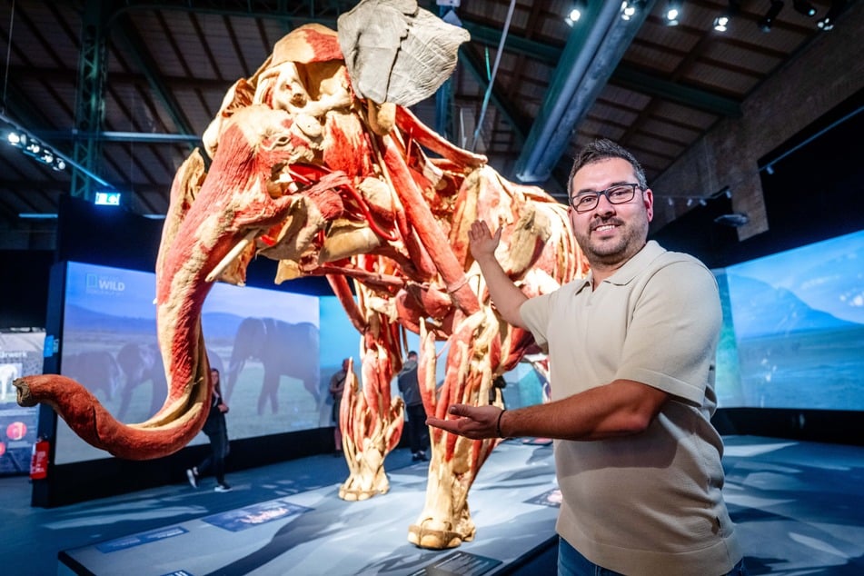 Oliver Diaz (41), Marketingchef der Körperwelten, zeigt das Ausstellungshighlight: Elefantenkuh "Samba".