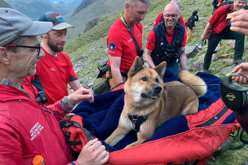 13 Bergretter trugen den ermüdeten Hund den Berg hinab.
