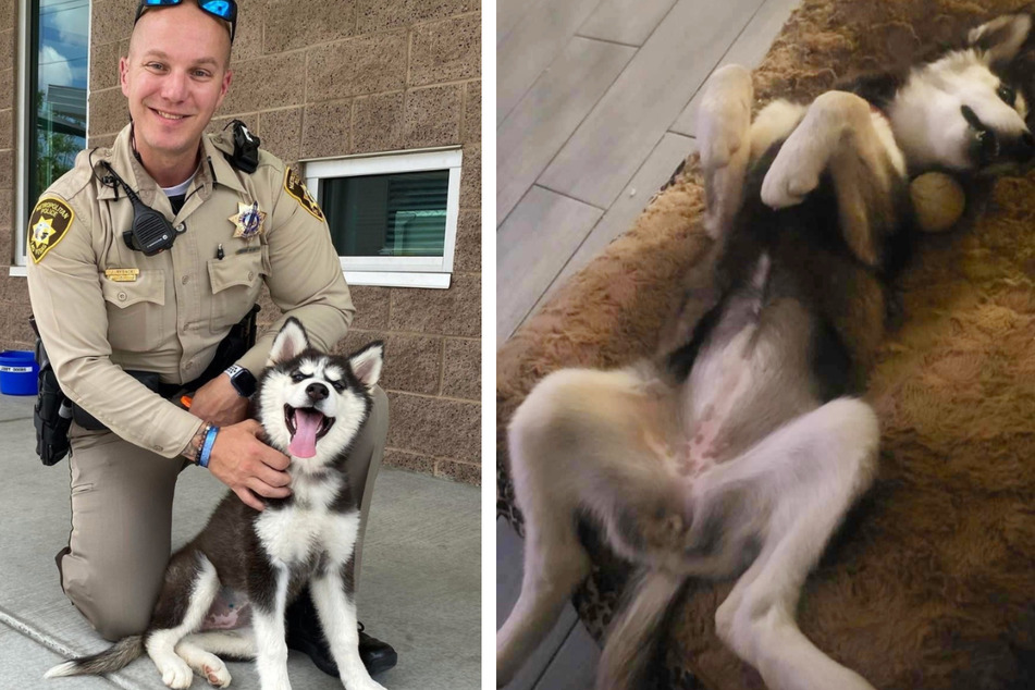 Officer Rybacki acted quickly and rescued this young husky six months ago from a sweltering car.