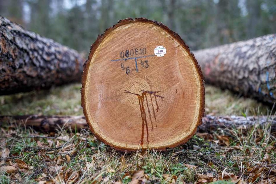 Jeder Stamm trägt eine Losnummer zur Versteigerung. An dieser Buche wurden sogar die Jahresringe gezählt - sie wurde 135 Jahre alt.