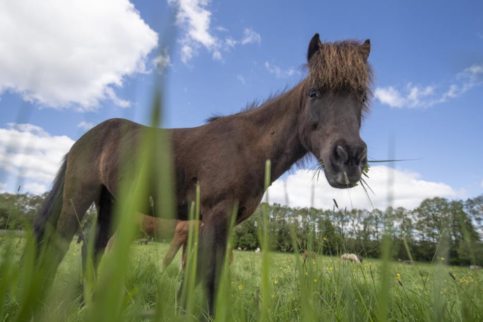 Das Pferd stand seelenruhig auf seiner eigenen kleinen Koppel. (Symbolbild)