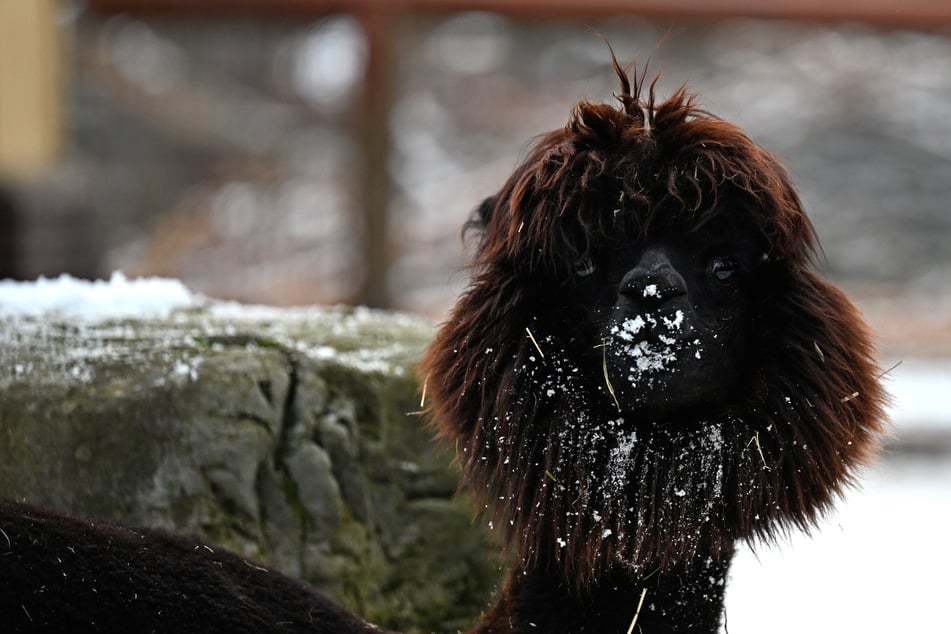 Die Alpkakas im Frankfurter Zoo haben sich mit ihrem Winterfell den aktuellen Temperaturen angepasst.