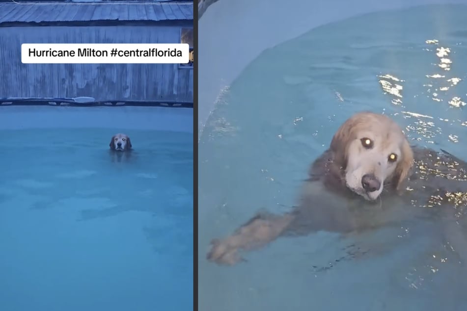 Golden Retriever "Duke" sitzt seelenruhig während Hurrikan "Milton" im Pool in Florida.