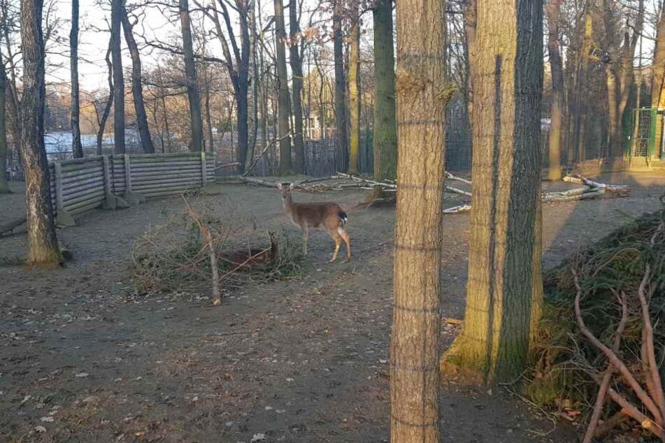 Seit kurzem wohnen Vietnam-Sikahirsche im Chemnitzer Tierpark