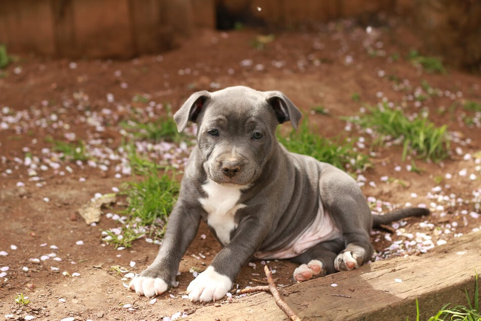 Der kleine Stafford-Terrier wurde Opfer eines Angriffs seines eigenen Besitzers. (Symbolfoto)