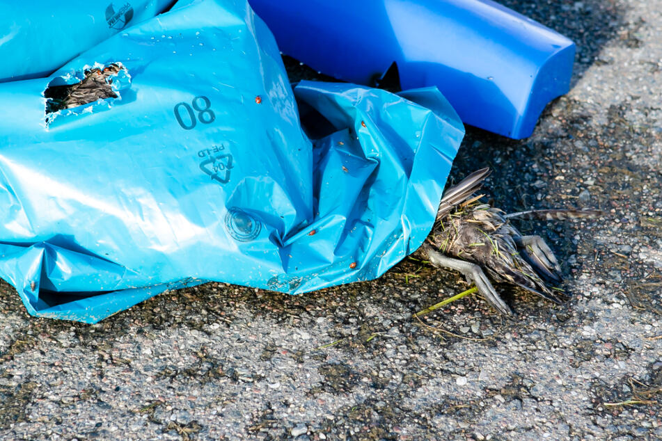 An der Geflügelpest gestorbene Nonnengänse liegen in einem Plastiksack.