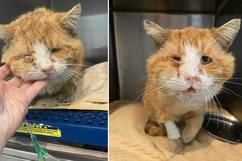 Viele Tage lang muss der Kater in einer Tierklinik aufgepäppelt werden.