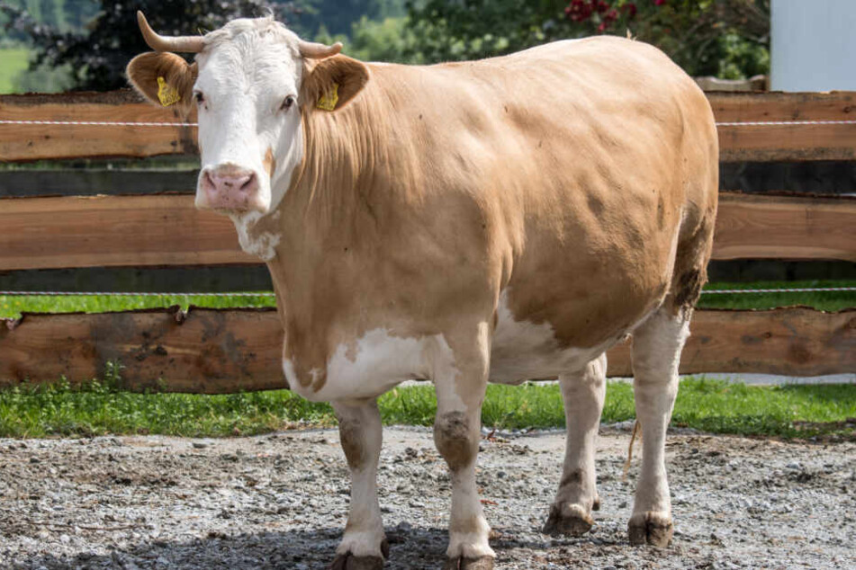 Kuh Yvonne steht im Gnadenhof Gut Aiderbichl im bayerischen Deggendorf.