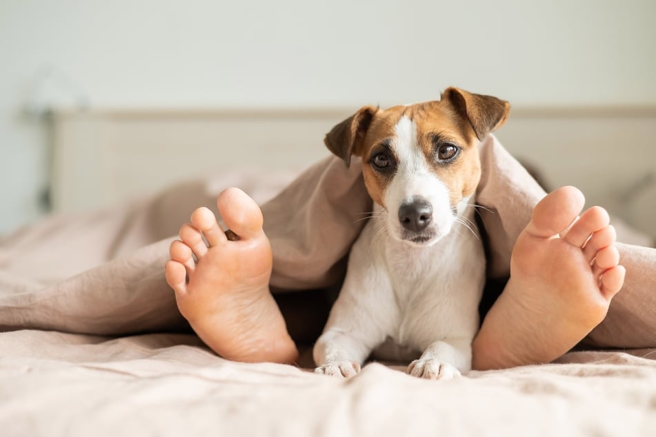 Die Hintergründe für dieses Hundeverhalten sind vielfältig.