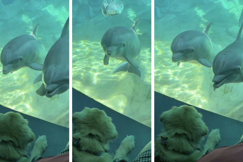 En un acuario en el estado de Georgia, EE. UU., los delfines se encontraron con un Golden Retriever. Su reacción se volvió viral en Internet.