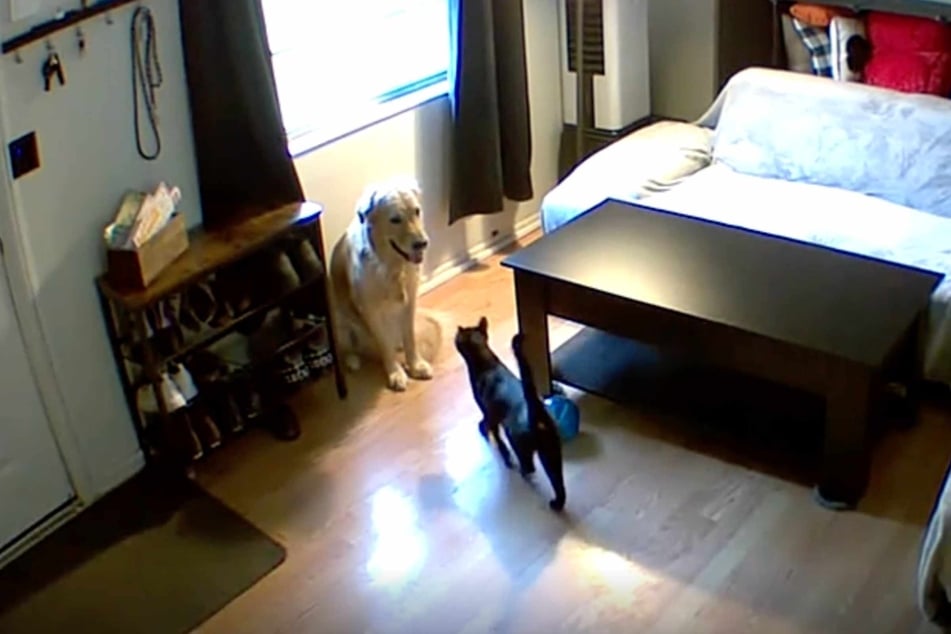 In the CCTV footage, the Golden Retriever can be seen pausing in one place and looking around anxiously.