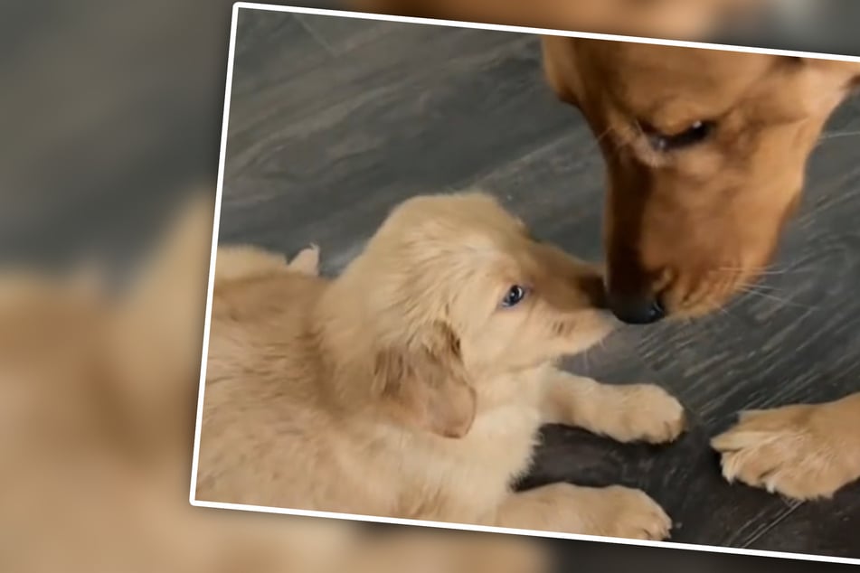 Golden Retriever conoce por primera vez a los cachorros: Su reacción derrite corazones