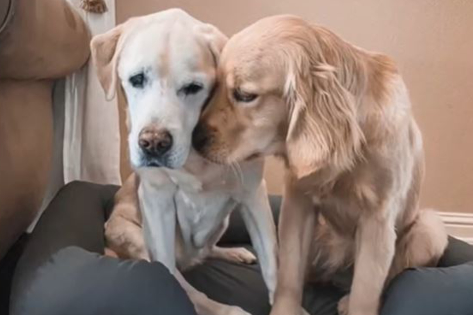 Roxy the yellow lab (l) and Olive (r) became good friends for the rest of Roxy's life.