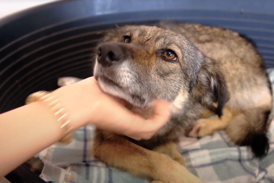 Amanda im Tierheim der Love Furry Friends.