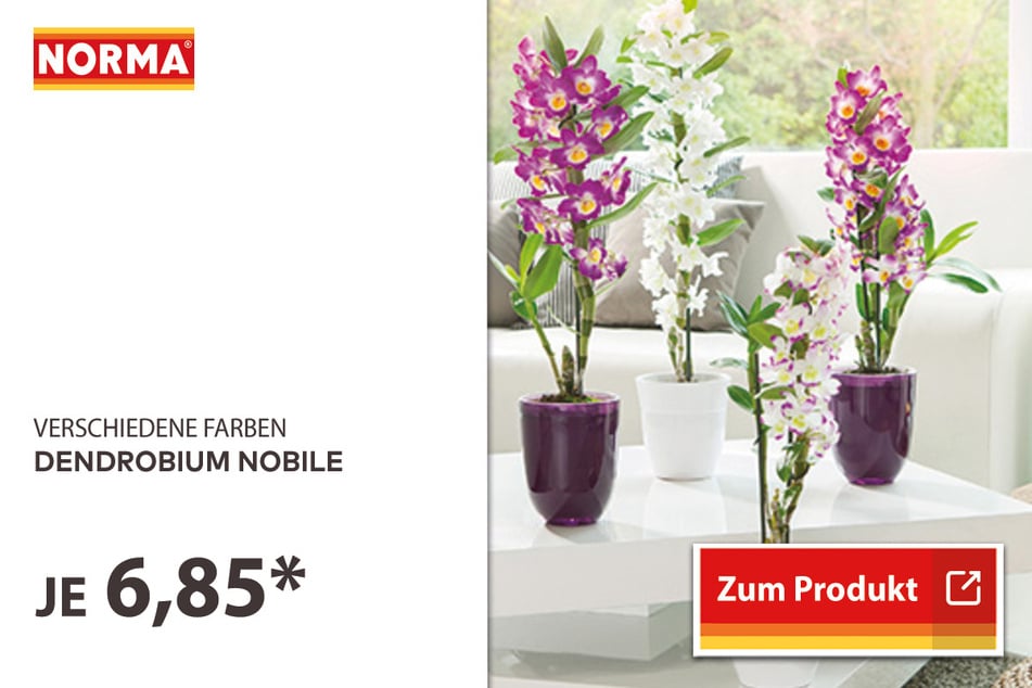Dendrobium Nobile für 6,85 Euro.