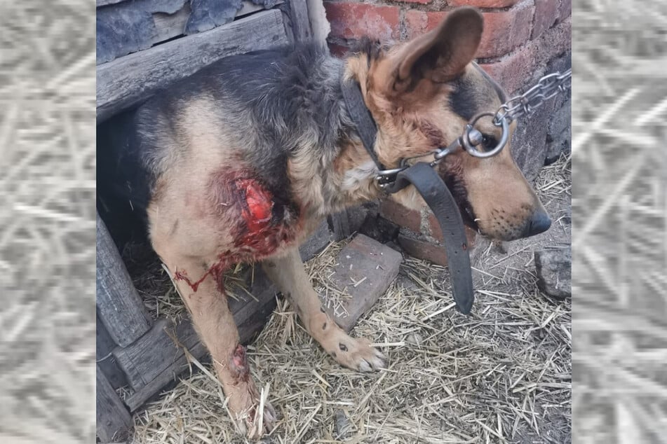 Schäferhund "Brego" wurde von seiner Besitzerin grausam gefoltert.
