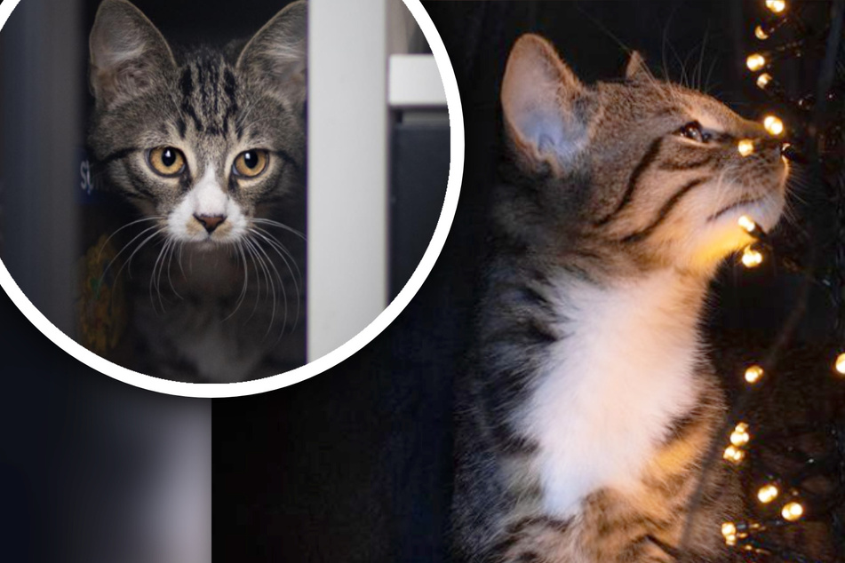Skeptische Katzen-Brüder auf WG-Suche: Wer bringt Gizmo und Stripe zum Auftauen?