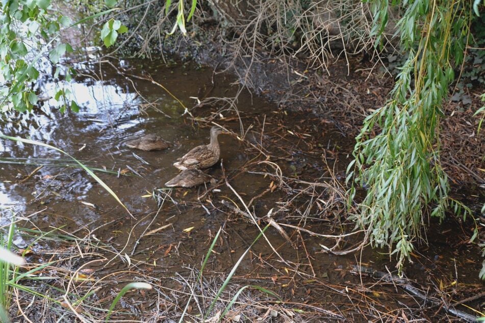 Die kleinen Enten spazieren gemütlich zwischen Straße und Dorfteich umher.