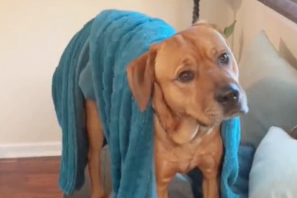 Familie schenkt ängstlichem Hund blaue Decke: Was dann passiert, hat niemand geahnt
