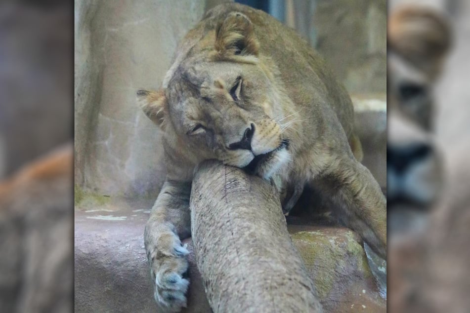 Die Löwin hatte demnach schon seit Längerem mit einer chronischen Nierenerkrankung gekämpft.