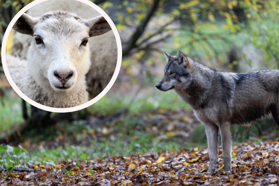 Hochsaison bei Sachsens Lämmern: Wölfe bleiben ein großes Problem
