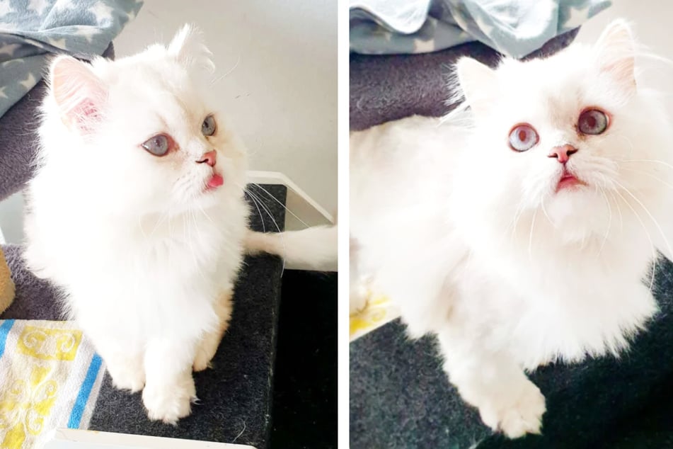Langsam hat sich Perserkater Nils (6) gesundheitlich wieder erholt.