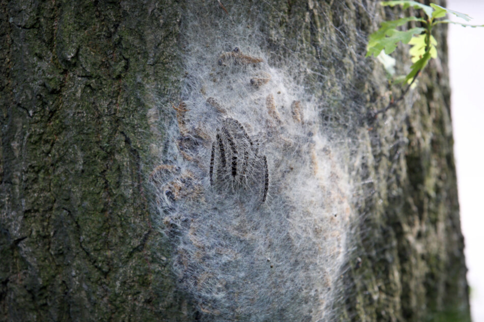 Ein Nest mit Eichen-Prozessionsspinnern hängt an einem Baum in Hamburg.