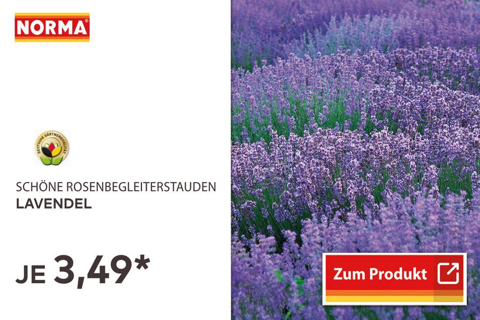 Lavendel für 3,49 Euro