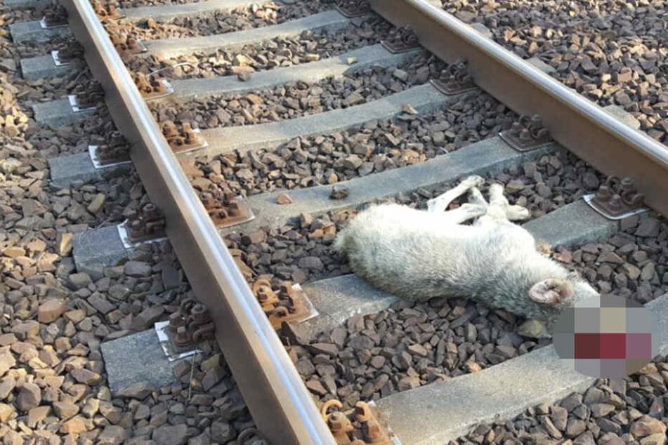 Der Jungwolf wurde wohl von einem Zug überfahren.