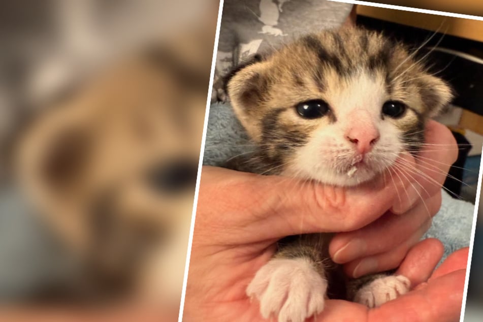 Baby-Katze verlässt Tierheim in Rekordzeit: Diese emotionale Story steckt dahinter