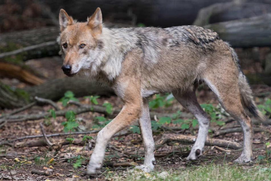 Meister Isegrim auf der Jagd. Die von ihm angerichteten Schäden sind nun zu 100 Prozent staatlich abgesichert.