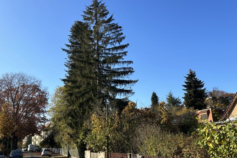 Die Fichte dominiert das Bild der Keppgrundstraße und beeindruckt mit ihrer stolzen Höhe von 30 Metern.