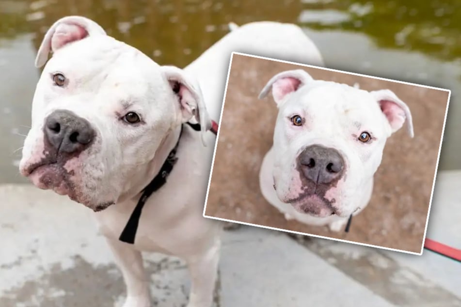 Er hat die Hoffnung noch nicht aufgegeben: Wer gibt Hund Togo eine Chance?