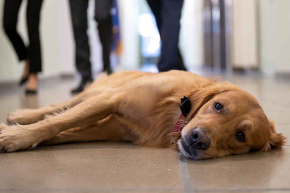 Watson heißt der Golden Retriever, der Zeugen bei Gerichtsverhandlungen fortan begleiten soll.