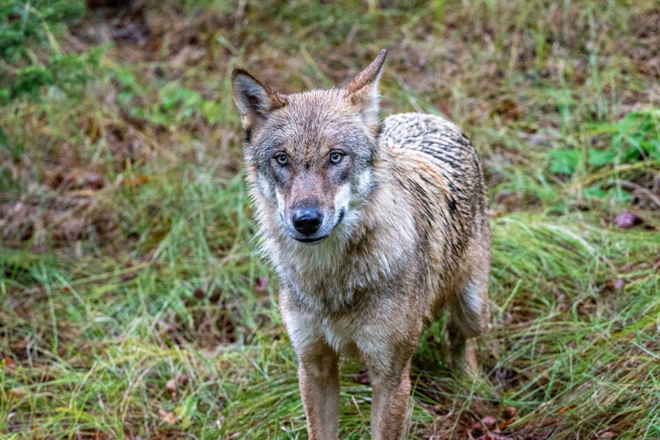 Der Wolf ist in Bayern streng geschützt und darf nicht einfach so erschossen werden. (Symbolbild)