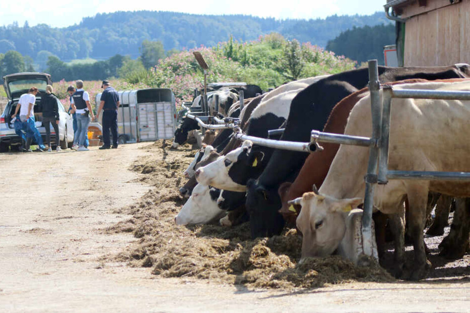 Wegen des Verdachts des Verstoßes gegen das Tierschutzgesetz sind am Mittwoch rund 60 Polizisten und Tierärzte vom Bayerischen Landesamt für Gesundheit und Lebensmittelsicherheit (LGL) im Einsatz.