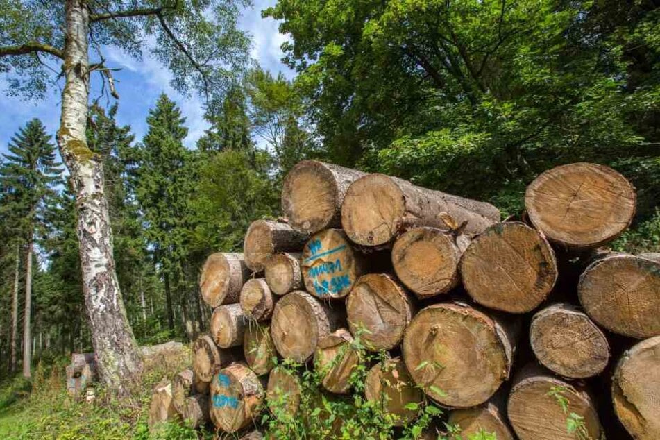 Immer weniger geschützte Waldflächen werden in Hessen gerodet. (Symbolbild)